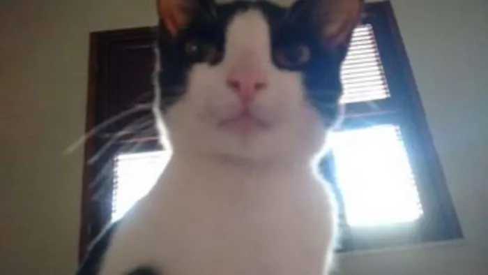 Gato ra a vira latinha(mais fofo do mundo!!!) idade 7 a 11 meses nome Cajá