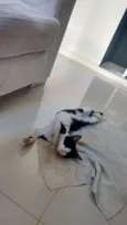 Cajá