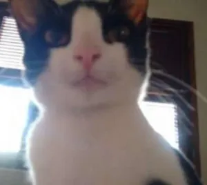 Gato raça vira latinha(mais fofo do mundo!!!) idade 7 a 11 meses nome Cajá