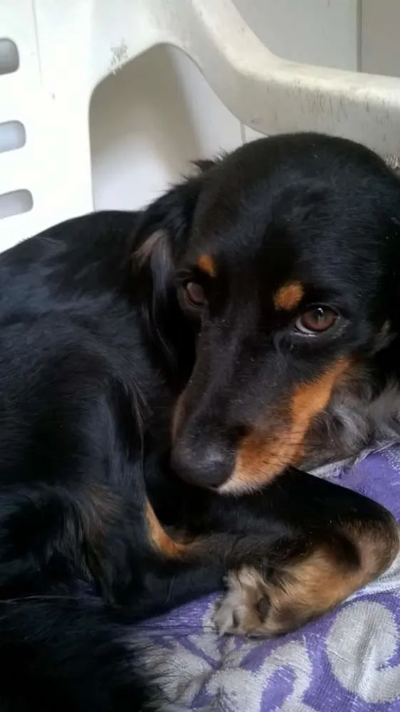 Cachorro raça VIRALATA idade 4 anos nome JULY