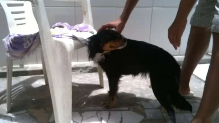 Cachorro raça VIRALATA idade 4 anos nome JULY