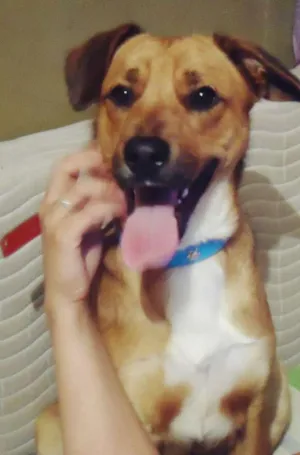 Cachorro raça viralata idade 4 anos nome Cucky