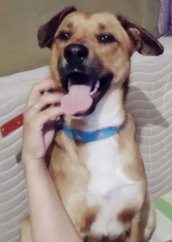 Cachorro ra a viralata idade 4 anos nome Cucky