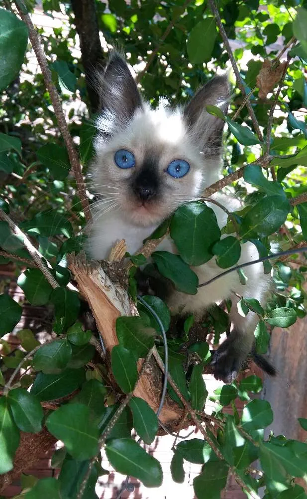 Gato ra a  idade 2 a 6 meses nome Lindos gatinhos.