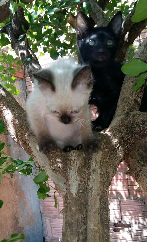 Gato ra a  idade 2 a 6 meses nome Lindos gatinhos.