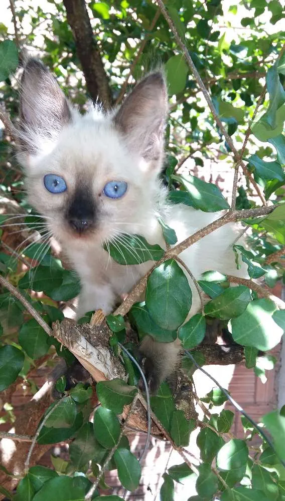 Gato ra a  idade 2 a 6 meses nome Lindos gatinhos.