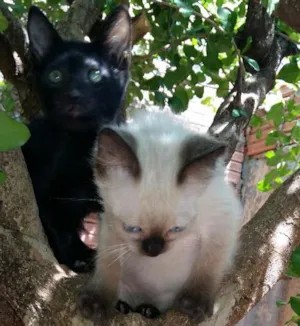 Gato raça  idade 2 a 6 meses nome Lindos gatinhos.