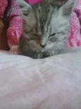 Carina