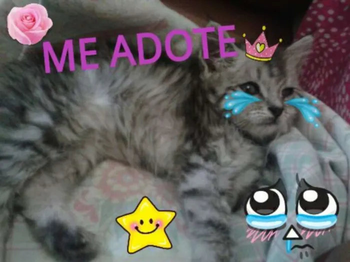 Gato ra a Vira-Lata idade 2 a 6 meses nome Carina