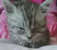 Carina