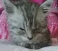 Gato raça Vira-Lata idade 2 a 6 meses nome Carina