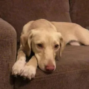 Cachorro raça Vira lata idade 5 anos nome Mel
