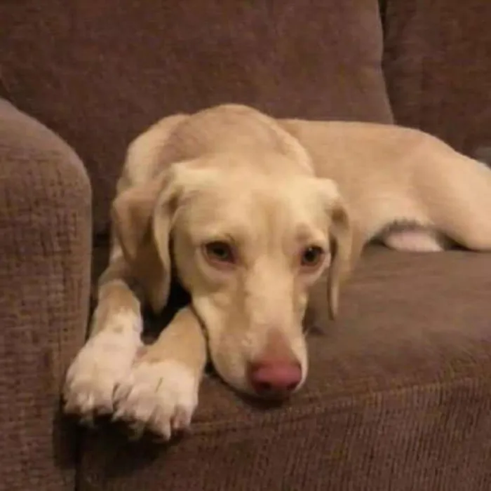 Cachorro ra a Vira lata idade 5 anos nome Mel