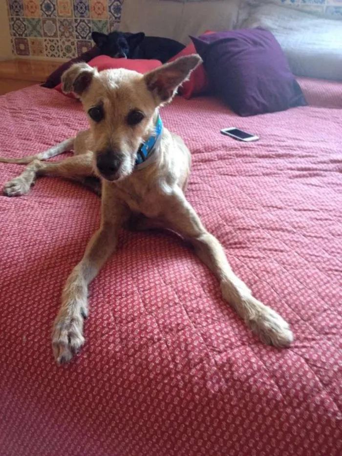 Cachorro ra a SRD idade 6 ou mais anos nome Happy