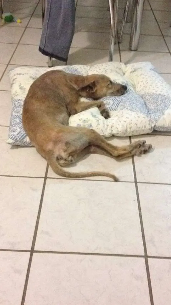 Cachorro ra a SRD idade 6 ou mais anos nome Happy