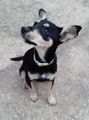 Cachorro raça Srd idade 2 a 6 meses nome Mel