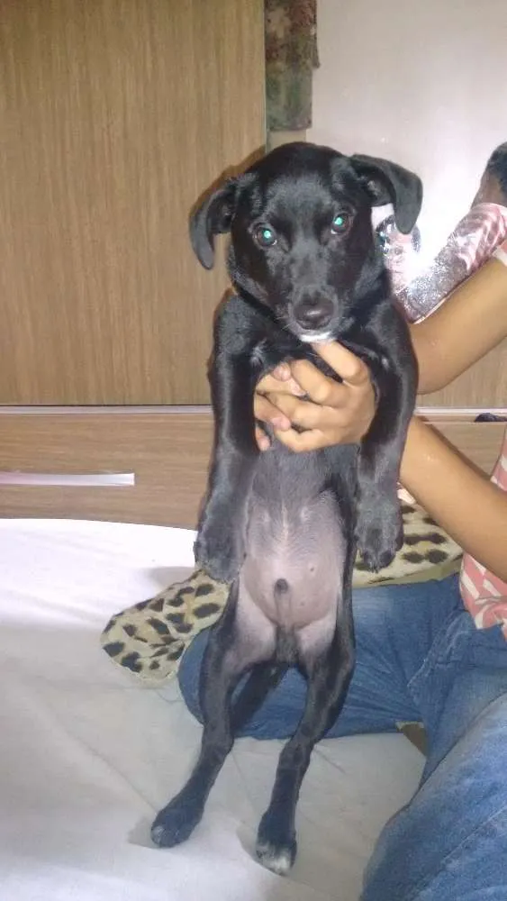 Cachorro ra a Vira- lata idade 2 a 6 meses nome Boby