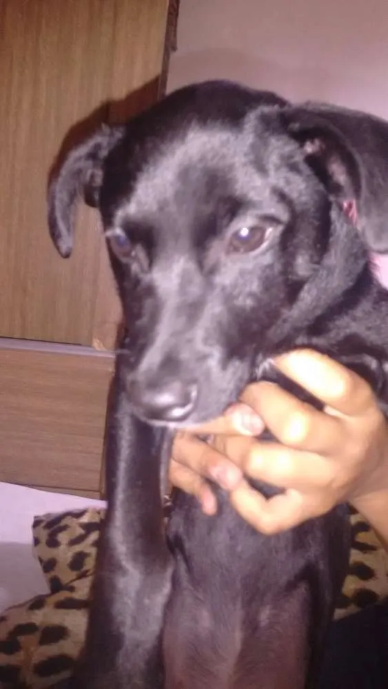 Cachorro ra a Vira- lata idade 2 a 6 meses nome Boby