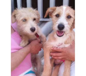 Cachorro raça SRD idade 7 a 11 meses nome Channel e Prada