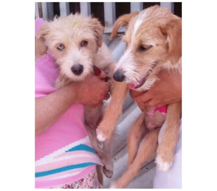 Cachorro ra a SRD idade 7 a 11 meses nome Channel e Prada
