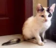 Gatinhas
