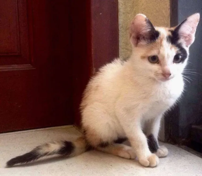 Gato ra a SRD idade 2 a 6 meses nome Gatinhas