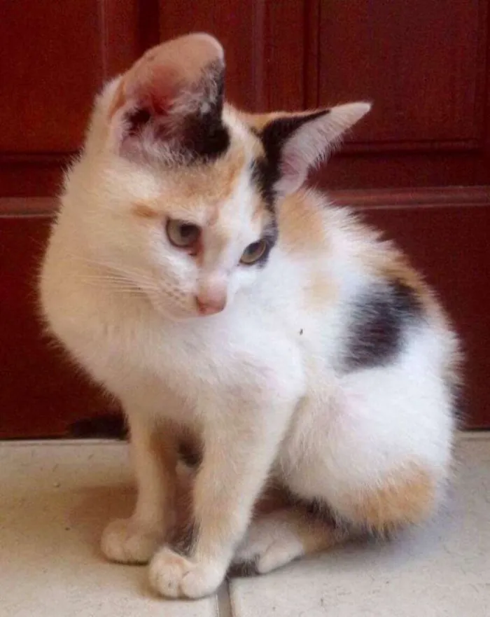 Gato ra a SRD idade 2 a 6 meses nome Gatinhas
