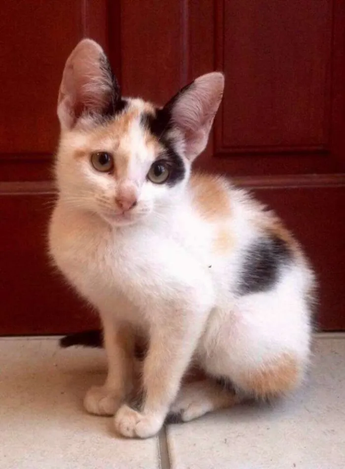 Gato ra a SRD idade 2 a 6 meses nome Gatinhas
