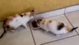 Gatinhas