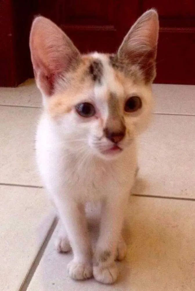 Gato ra a SRD idade 2 a 6 meses nome Gatinhas