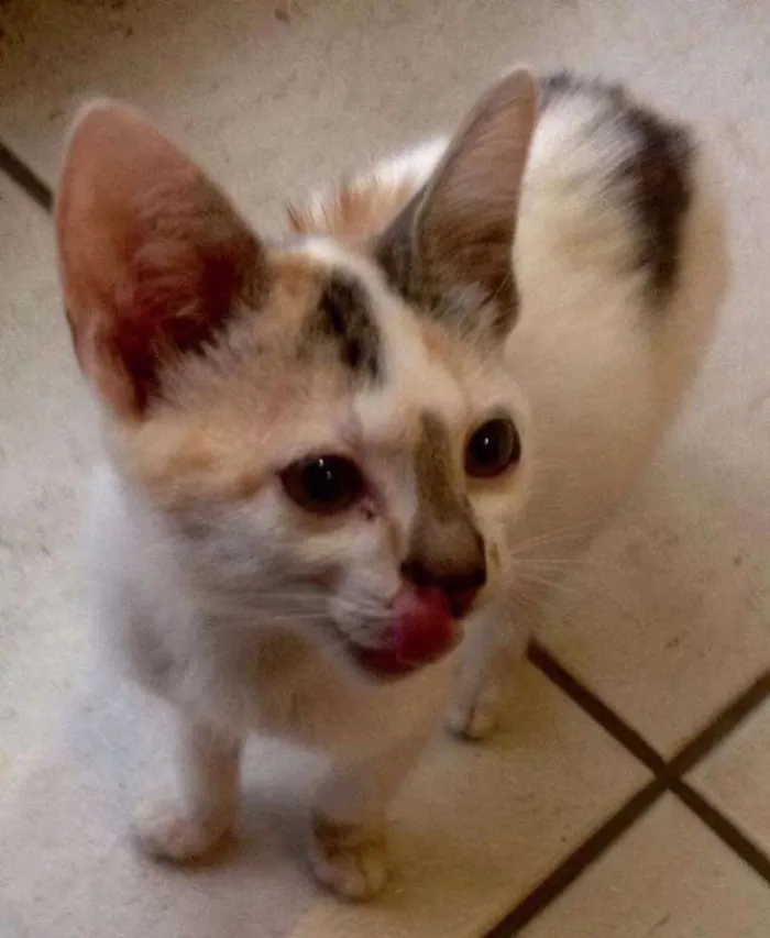 Gato ra a SRD idade 2 a 6 meses nome Gatinhas