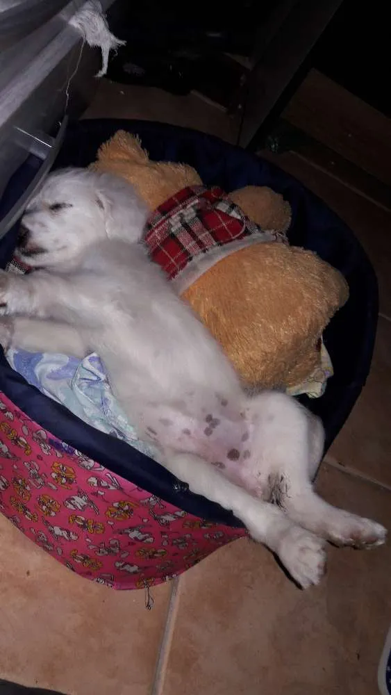 Cachorro ra a Indefinida idade 2 a 6 meses nome Alice