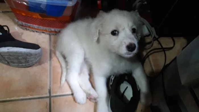 Cachorro ra a Indefinida idade 2 a 6 meses nome Alice