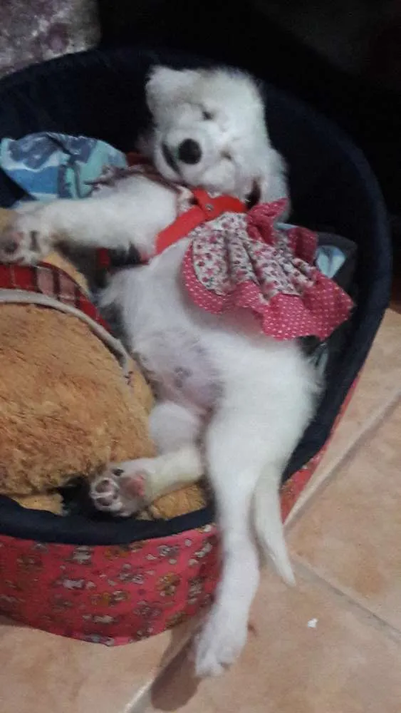 Cachorro ra a Indefinida idade 2 a 6 meses nome Alice