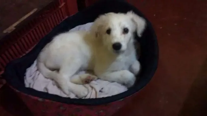 Cachorro ra a Indefinida idade 2 a 6 meses nome Alice