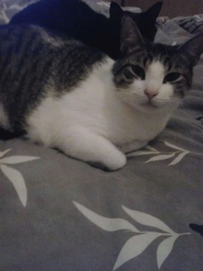 Gato ra a SRD idade 3 anos nome Baby