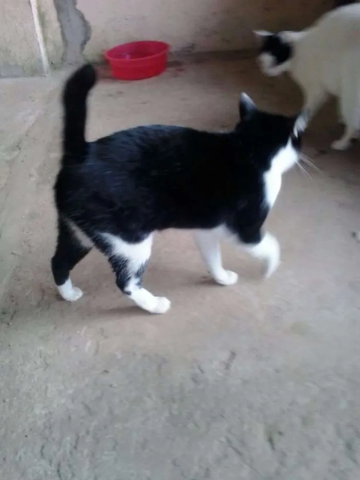 Gato ra a SRD idade 2 anos nome feijão