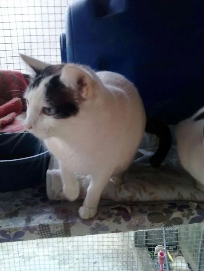 Gato ra a SRD idade 3 anos nome Tutu