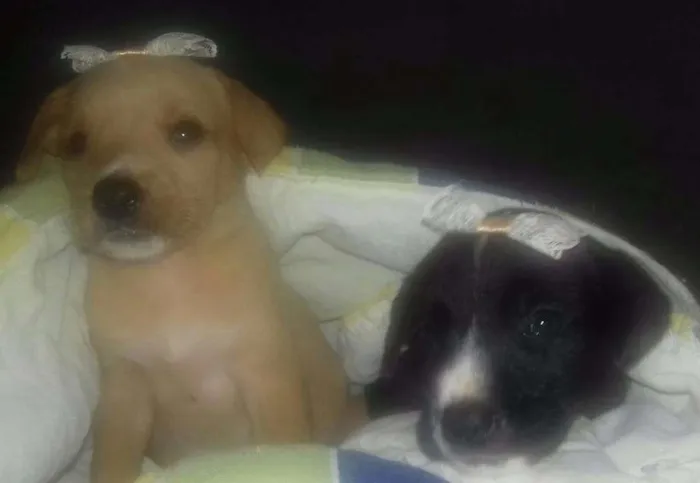 Cachorro ra a Porte pequeno idade Abaixo de 2 meses nome Filhotes