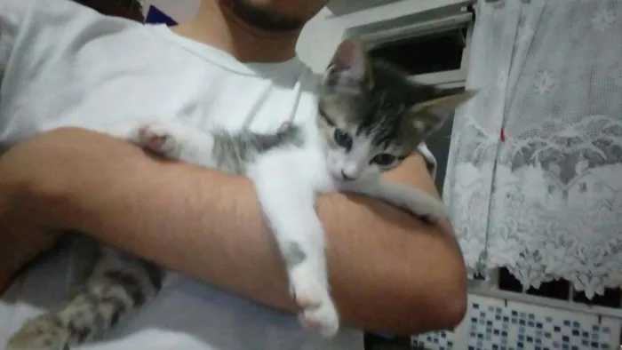Gato ra a SRD idade 2 a 6 meses nome Mingual