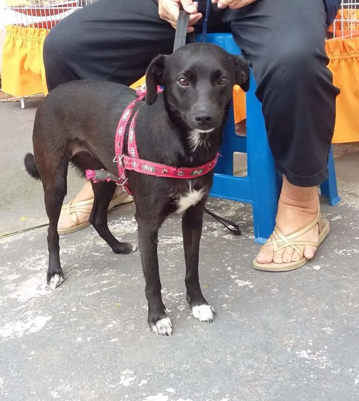 Cachorro ra a SRD idade 7 a 11 meses nome Tekinha 