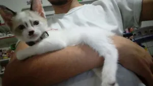 Gato raça SRD idade 2 a 6 meses nome Anastacia