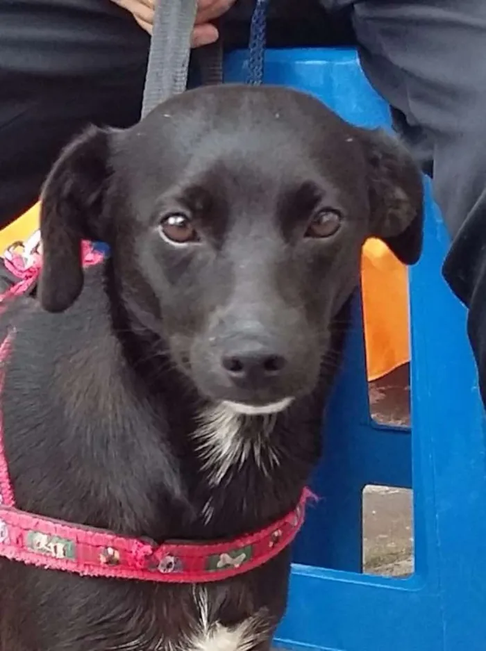 Cachorro ra a SRD idade 7 a 11 meses nome Tekinha 