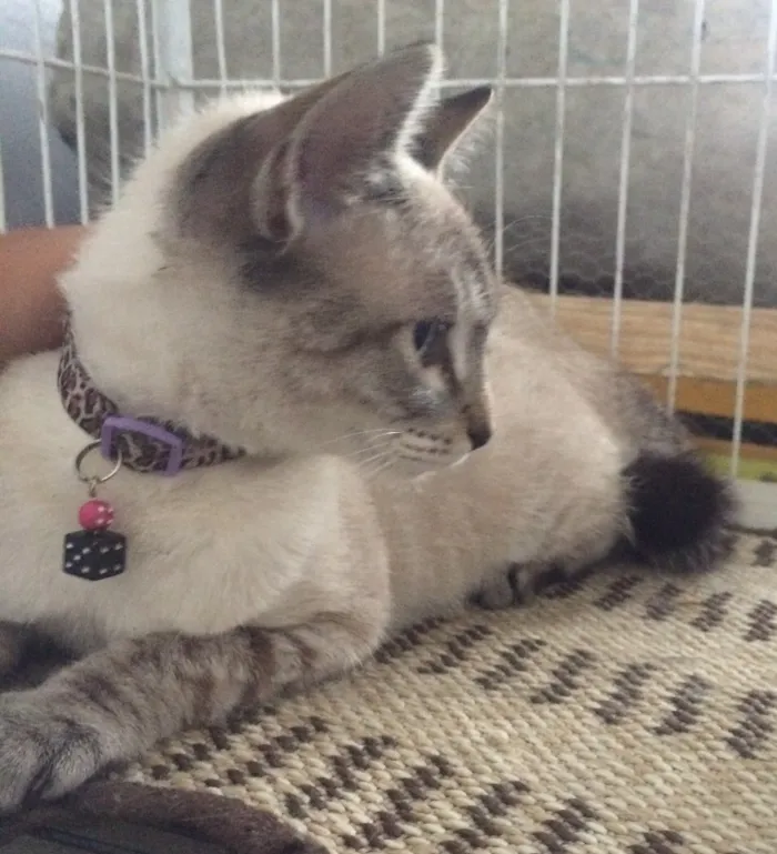 Gato ra a  idade 2 a 6 meses nome lilika 