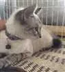 Gato raça  idade 2 a 6 meses nome lilika 