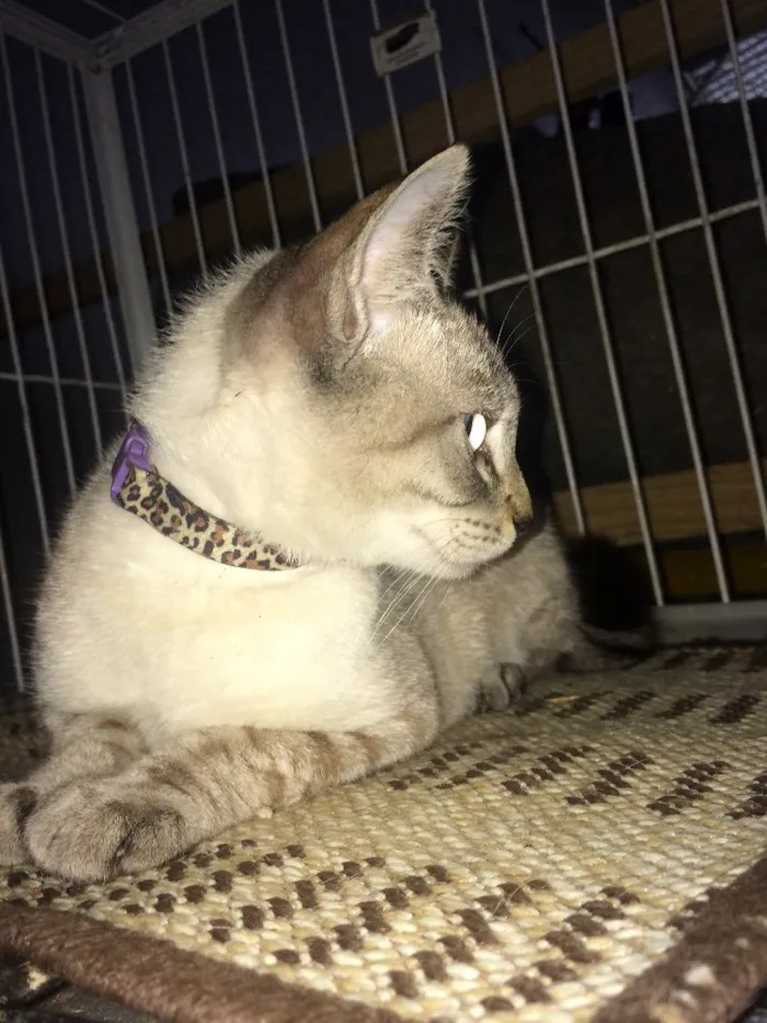 Gato ra a  idade 2 a 6 meses nome lilika 