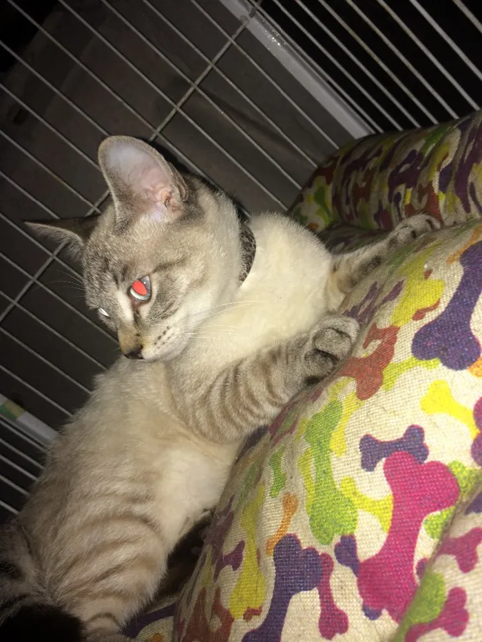 Gato ra a  idade 2 a 6 meses nome lilika 