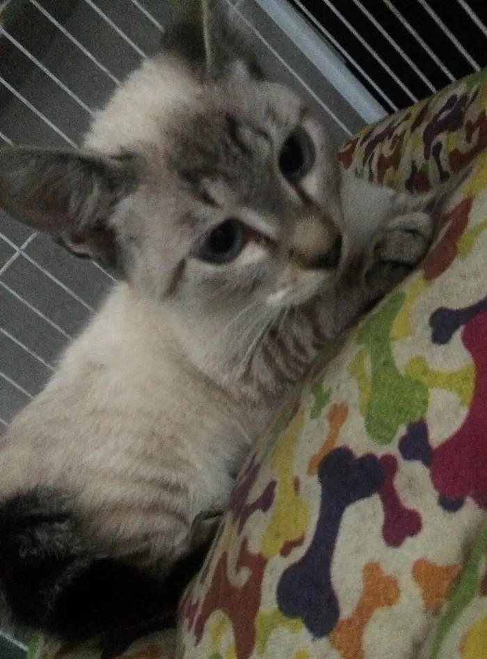 Gato ra a  idade 2 a 6 meses nome lilika 