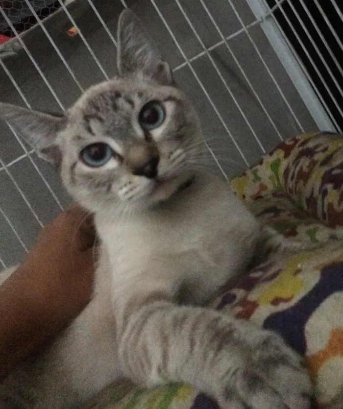Gato ra a  idade 2 a 6 meses nome lilika 