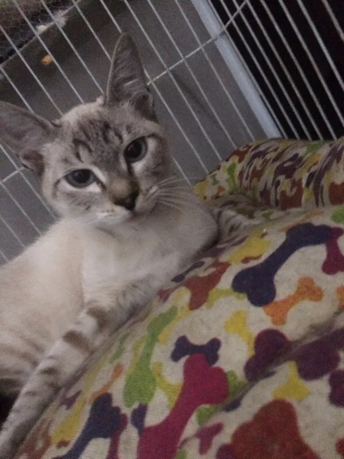 Gato ra a  idade 2 a 6 meses nome lilika 